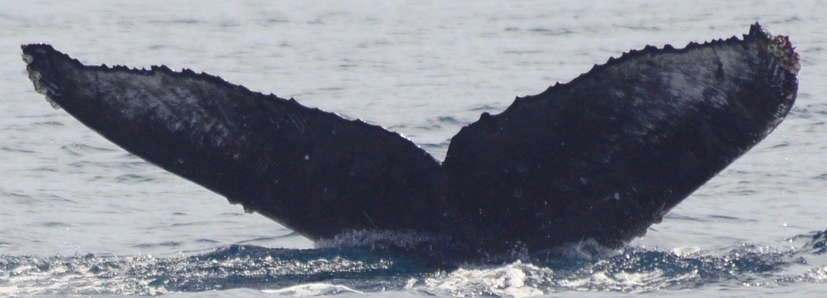 Fluke of HW-MN0521334