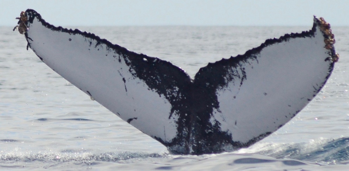 Fluke of CRC-20139