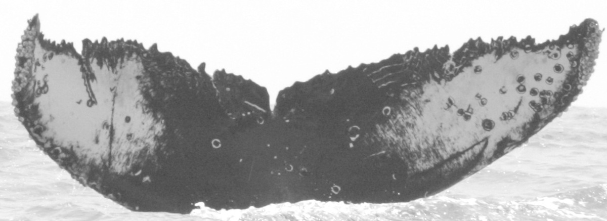Fluke of CRC-11716