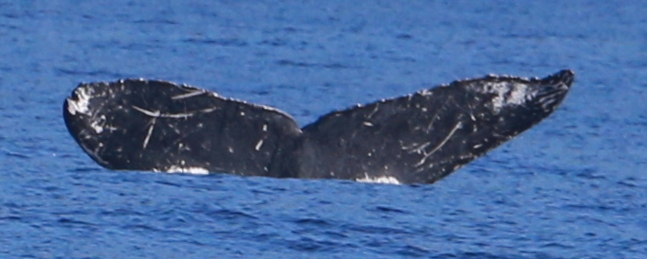 Fluke of SEAK-5179