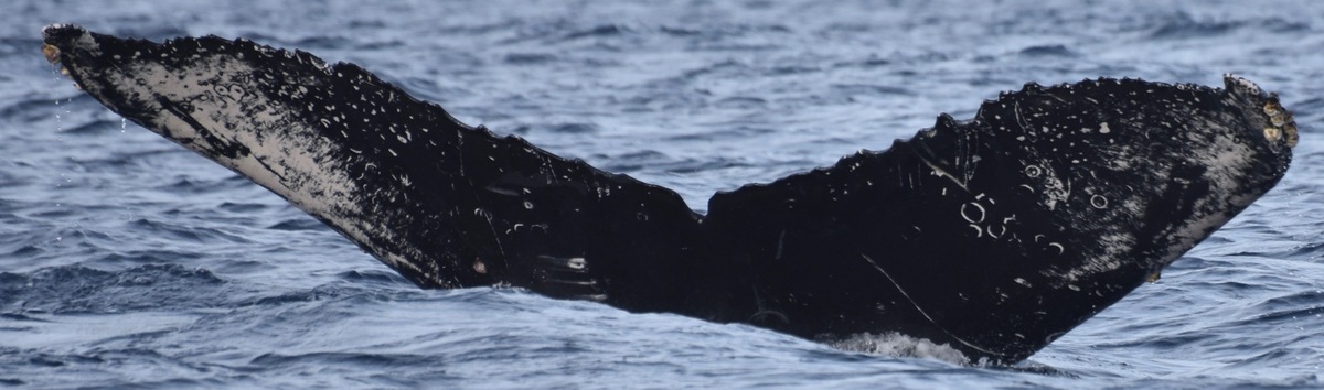 Fluke of CRC-20511