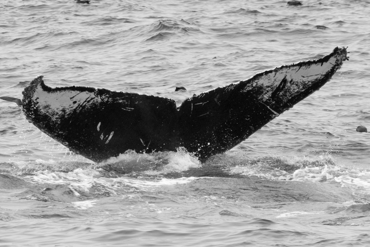 Fluke of CRC-11820
