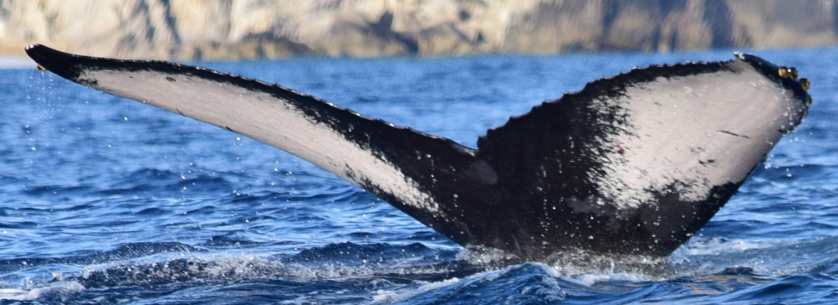Fluke of CRC-22893