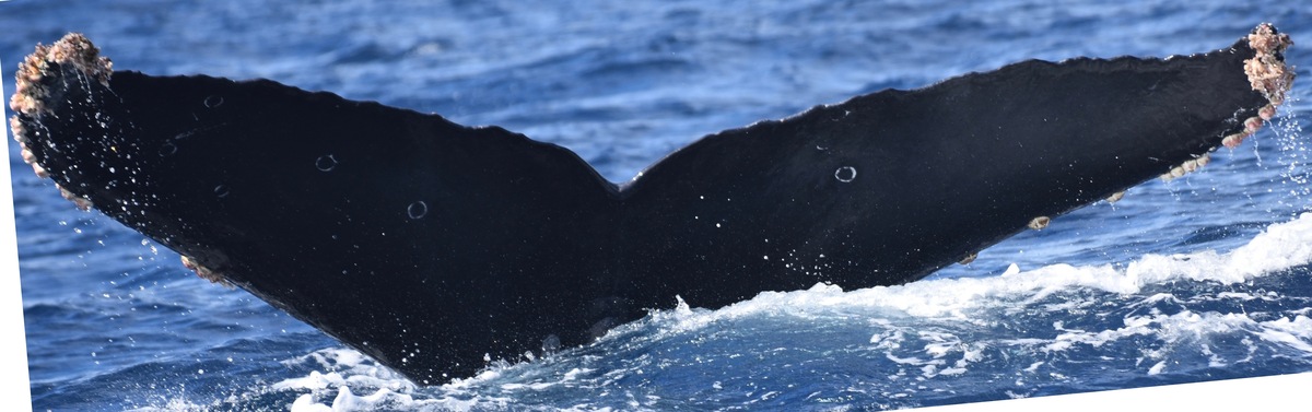 Fluke of HW-MN0521385