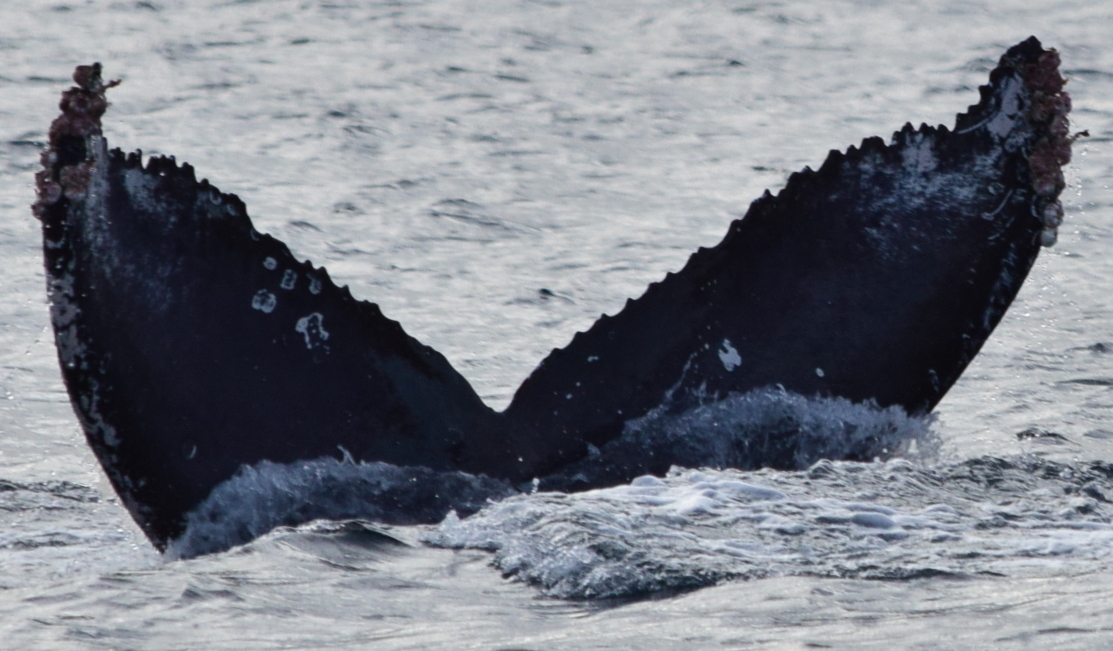 Fluke of CRC-22419