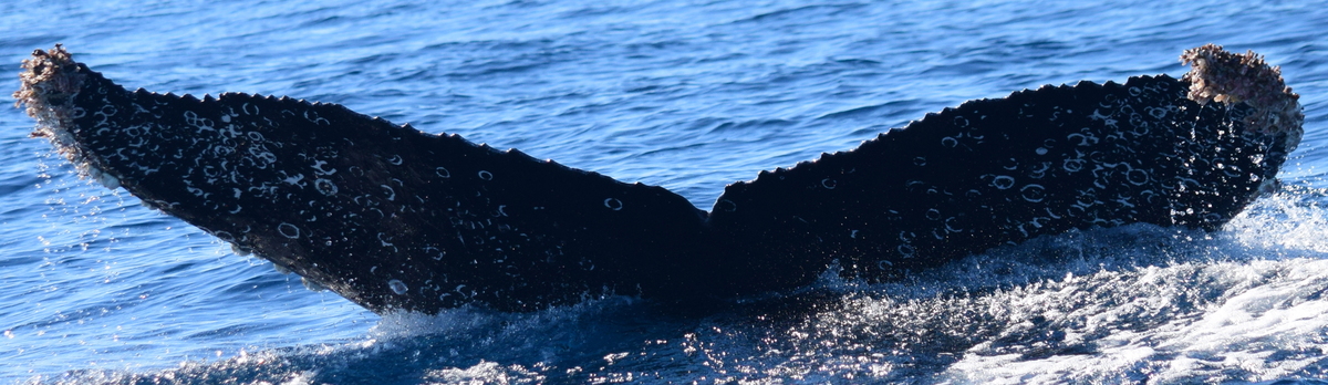 Fluke of CRC-18800