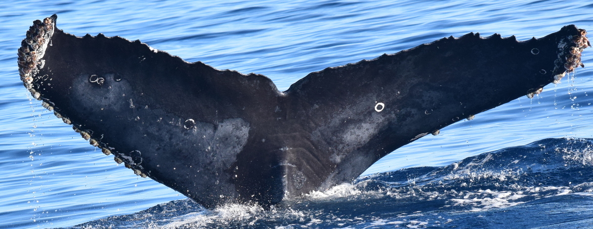 Fluke of HW-MN0521412