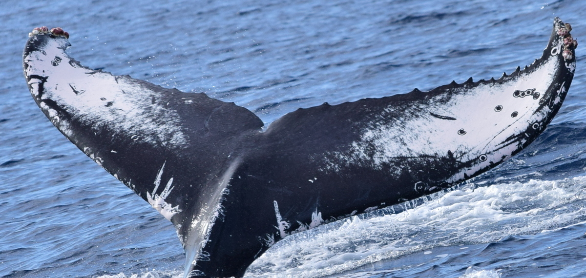 Fluke of CRC-20135