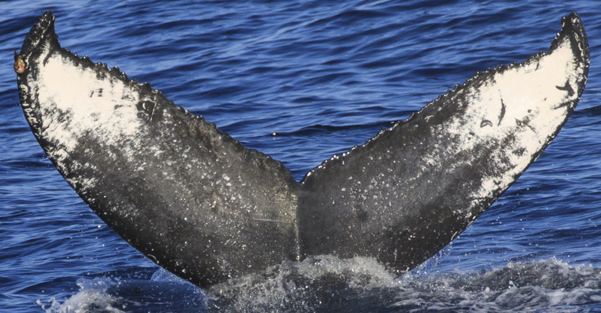Fluke of HW-MN0521425