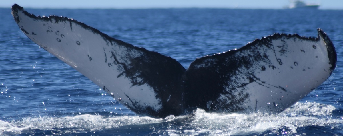 Fluke of CRC-19092
