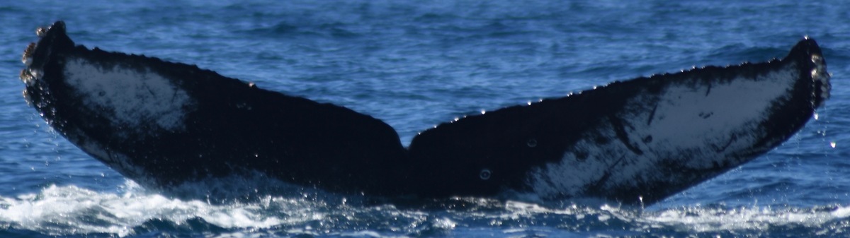 Fluke of HW-MN0521461