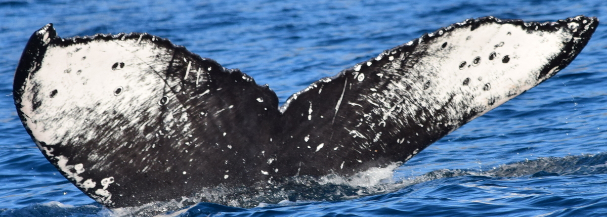 Fluke of CRC-22420