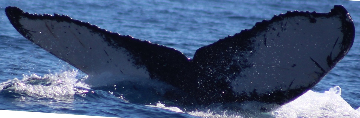 Fluke of HW-MN0521465