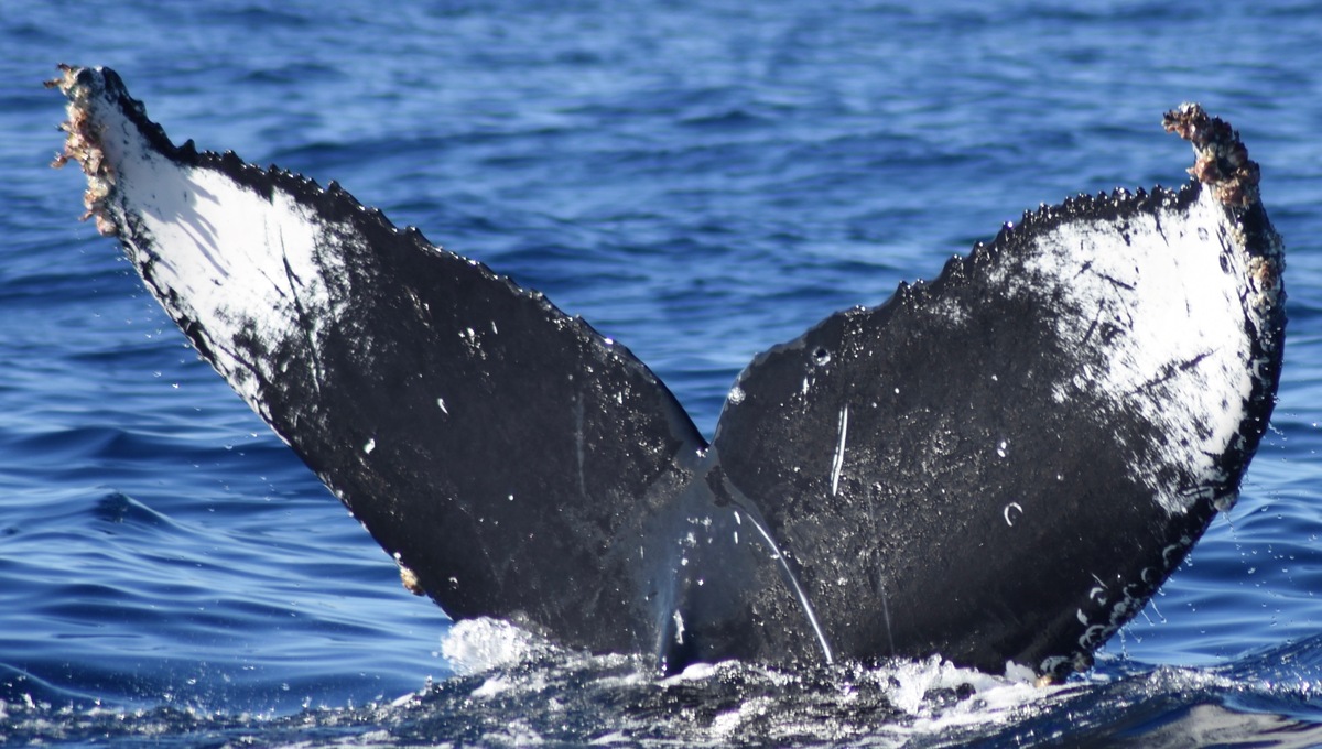 Fluke of HW-MN0522394