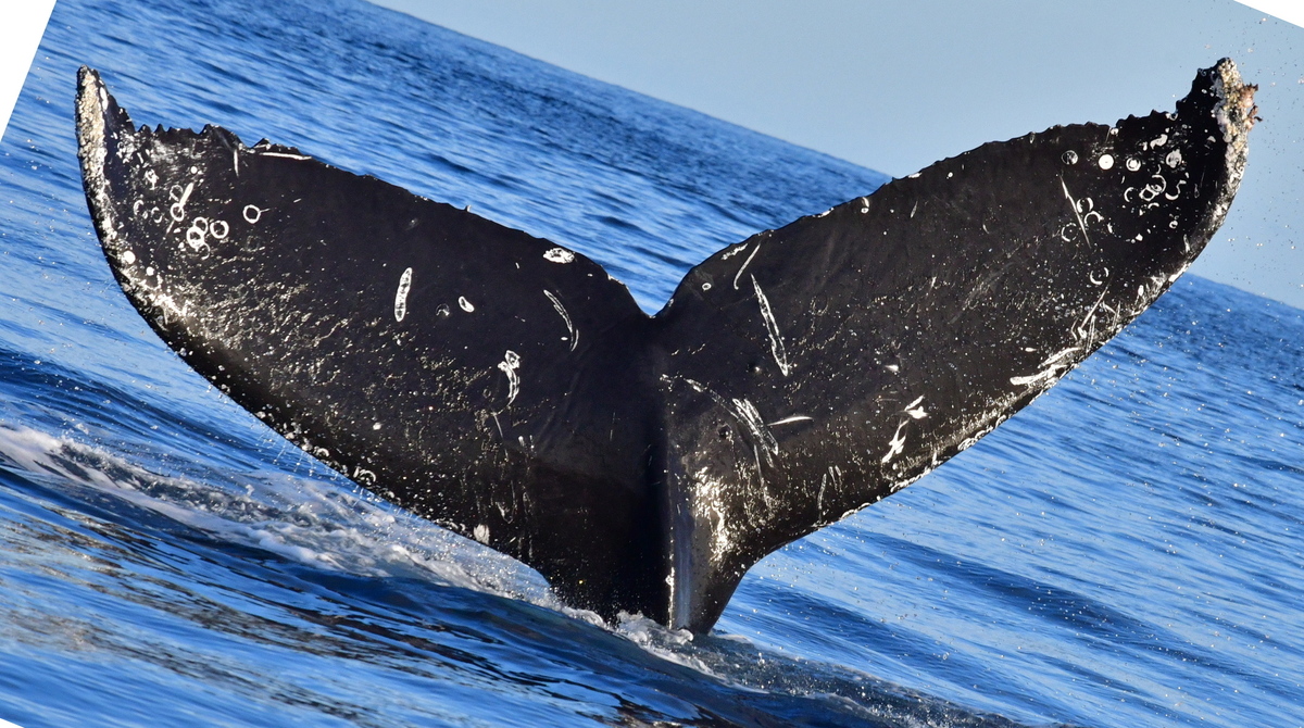 Fluke of CRC-20858