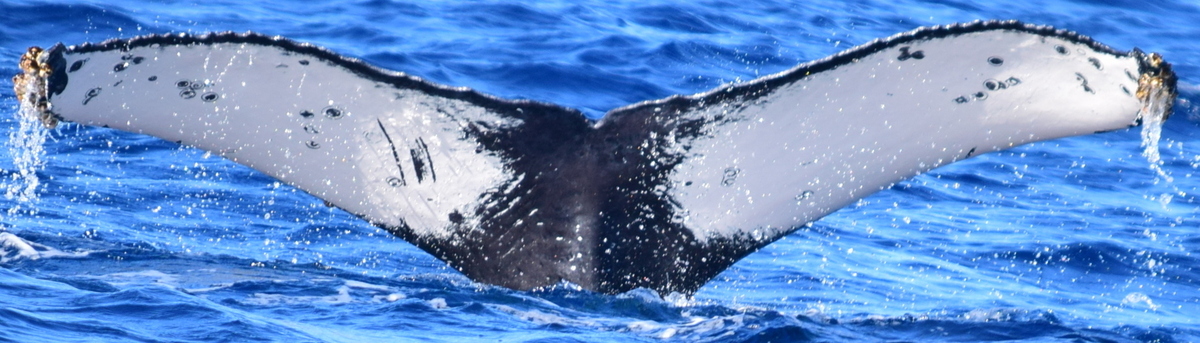 Fluke of HW-MN0521477