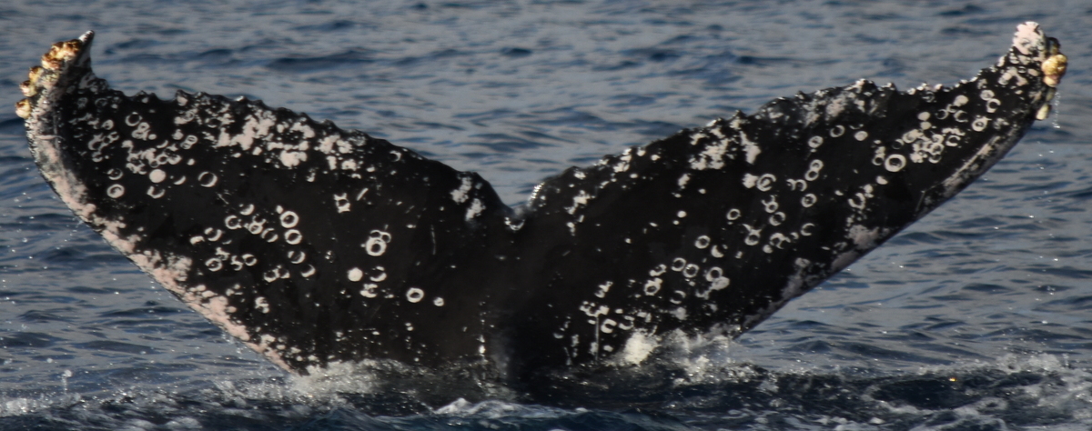Fluke of HW-MN0521479