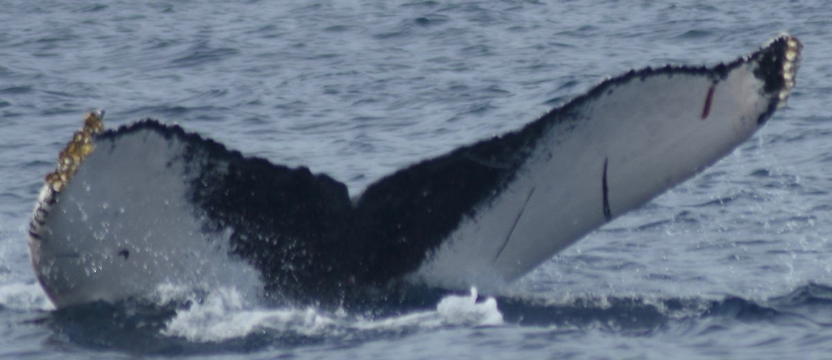 Fluke of HW-MN0521483