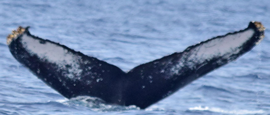 Fluke of CRC-20515
