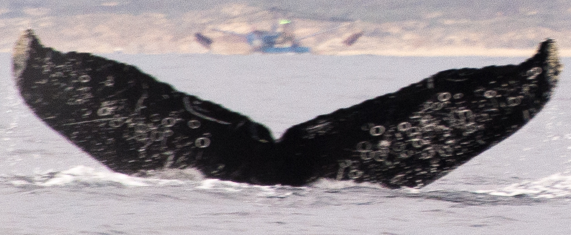 Fluke of CRC-30044