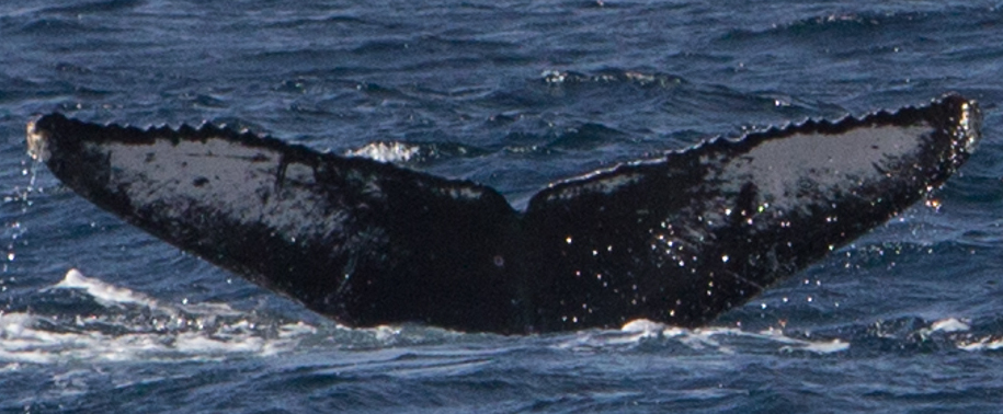 Fluke of HW-MN0521517