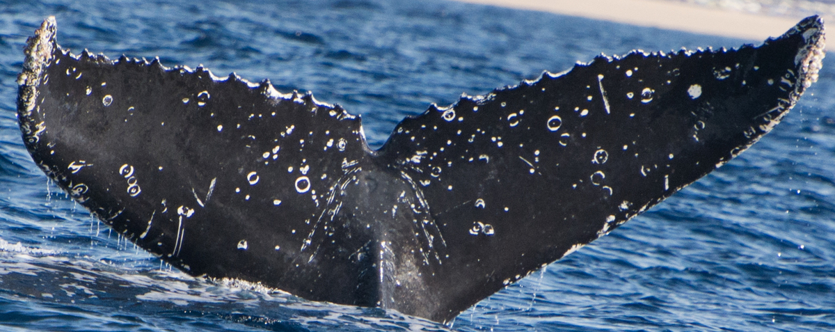 Fluke of HW-MN0521528
