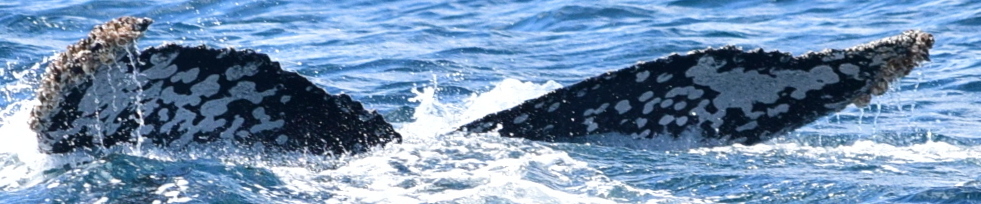 Fluke of CRC-20517