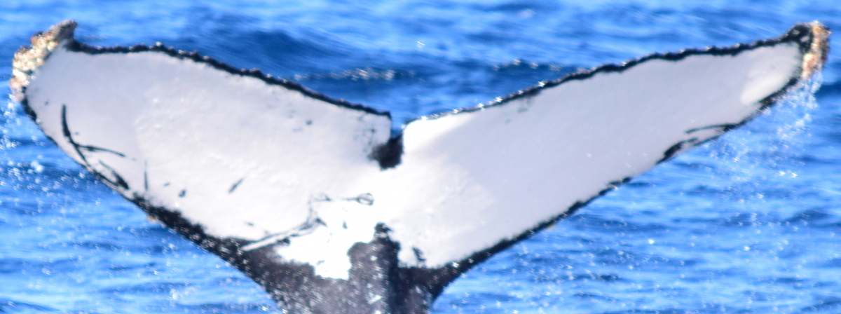Fluke of HW-MN0521557