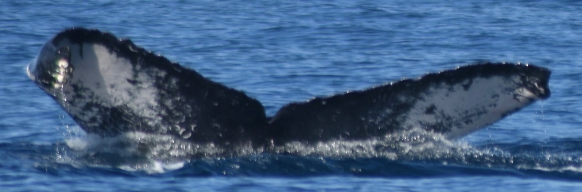 Fluke of HW-MN0521577