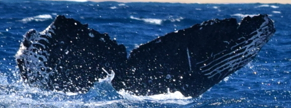Fluke of CRC-18540