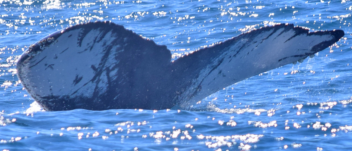 Fluke of HW-MN0521586