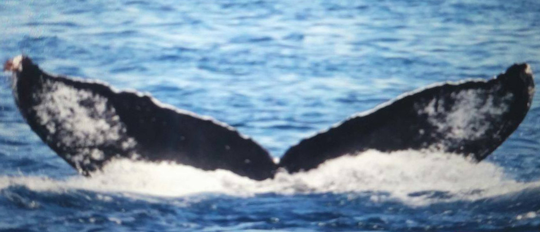 Fluke of CRC-10219
