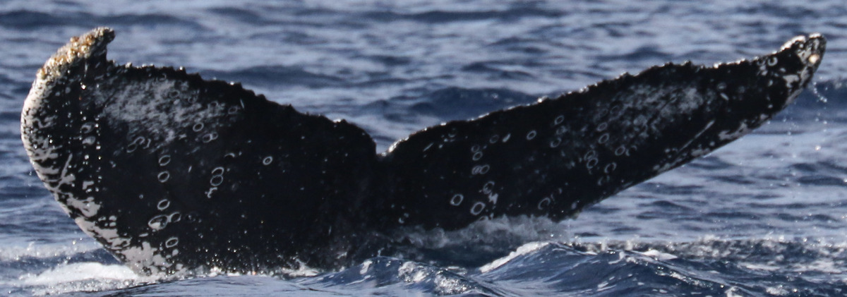 Fluke of cola (RCHP)