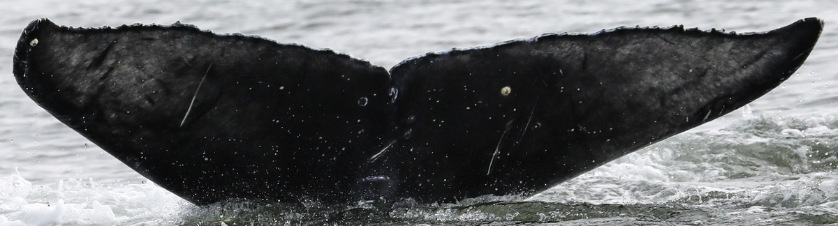 Fluke of Bam Bam (California)
