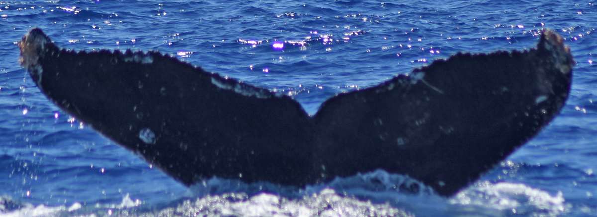Fluke of HW-MN0521604