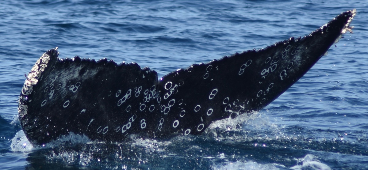 Fluke of HW-MN0521612