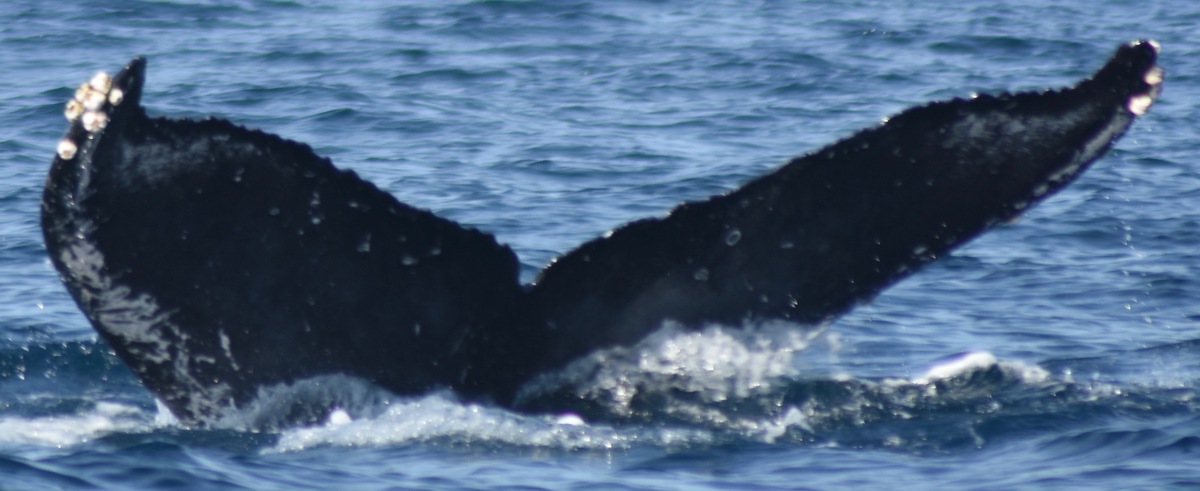 Fluke of HW-MN0521613