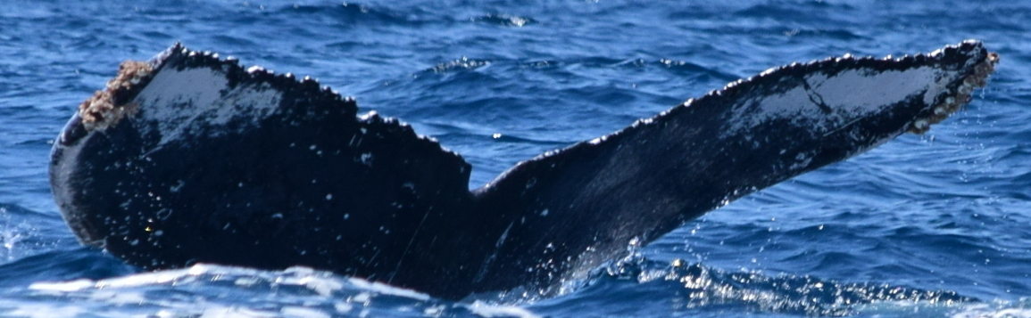 Fluke of HW-MN0521614