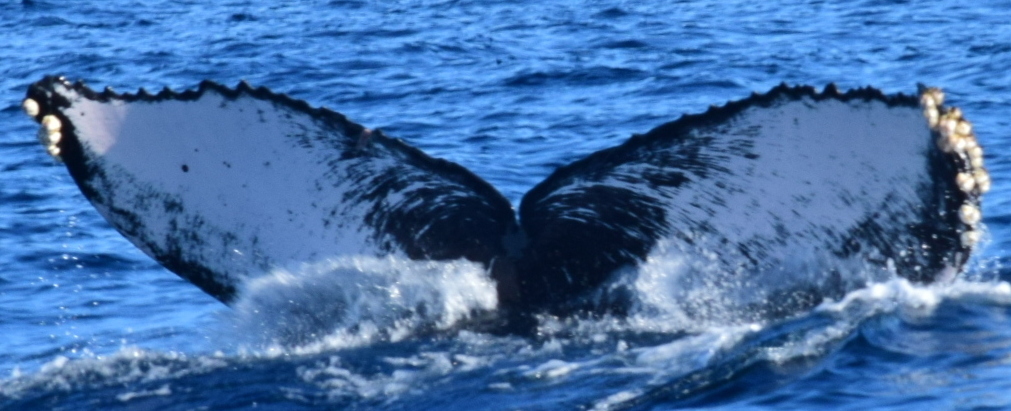 Fluke of CRC-21304