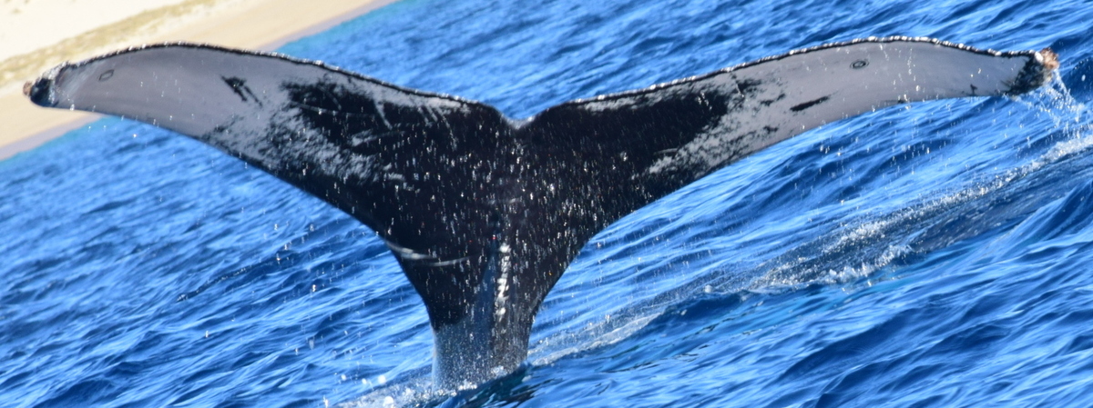 Fluke of CRC-20348