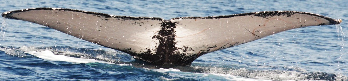 Fluke of CRC-13510
