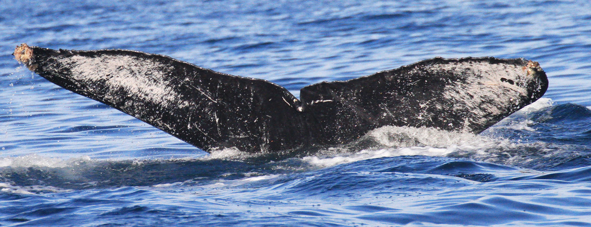 Fluke of CRC-13615