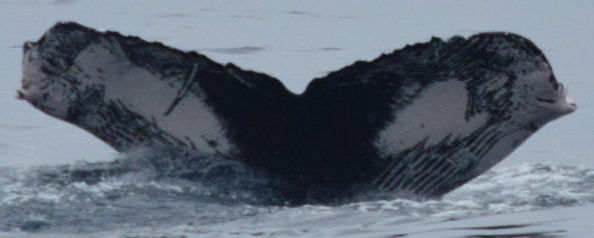 Fluke of CRC-18620