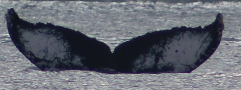 Fluke of The White Whale (California)