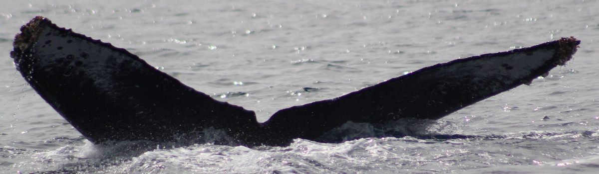 Fluke of CRC-22422