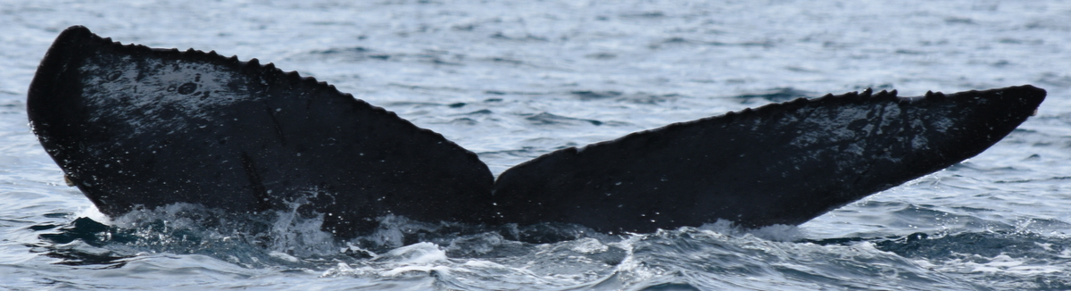 Fluke of HW-MN0521696