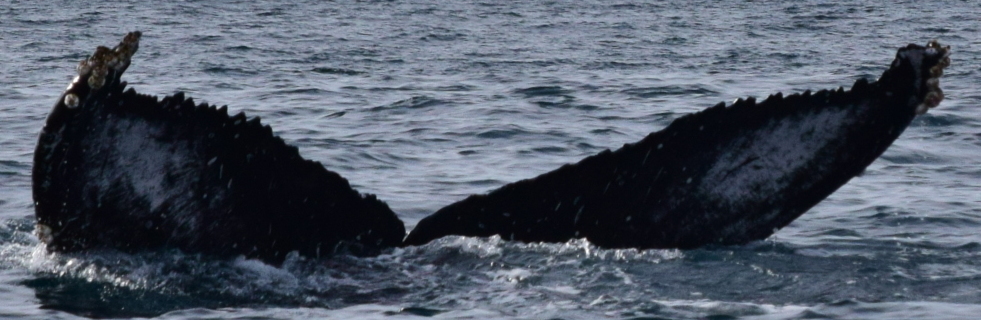 Fluke of Crumpit (BC)