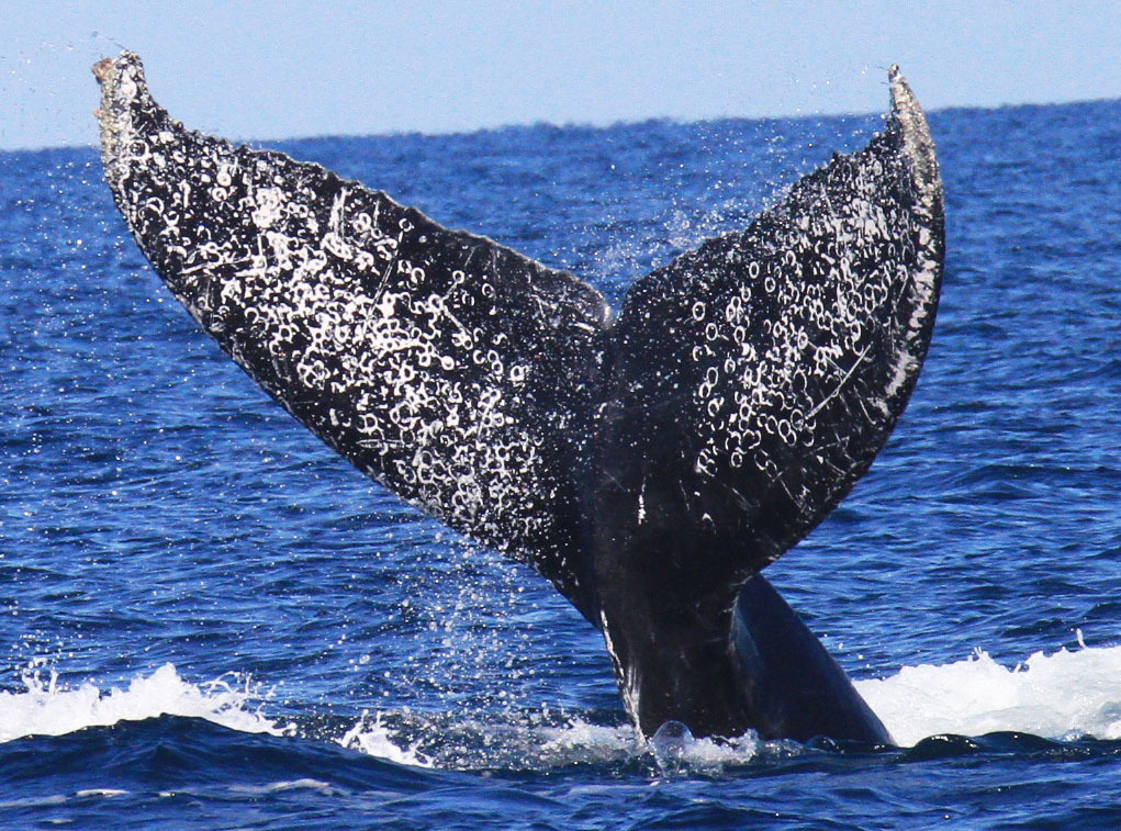 Fluke of Chapulin (Vallarta)