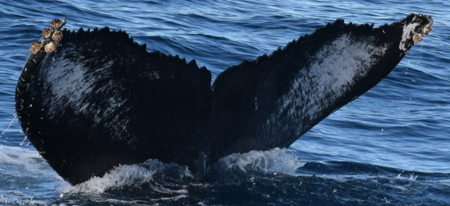 Fluke of HW-MN0521704
