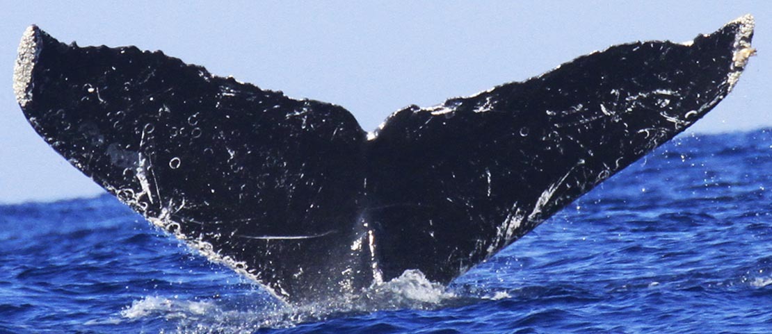Fluke of CRC-10435